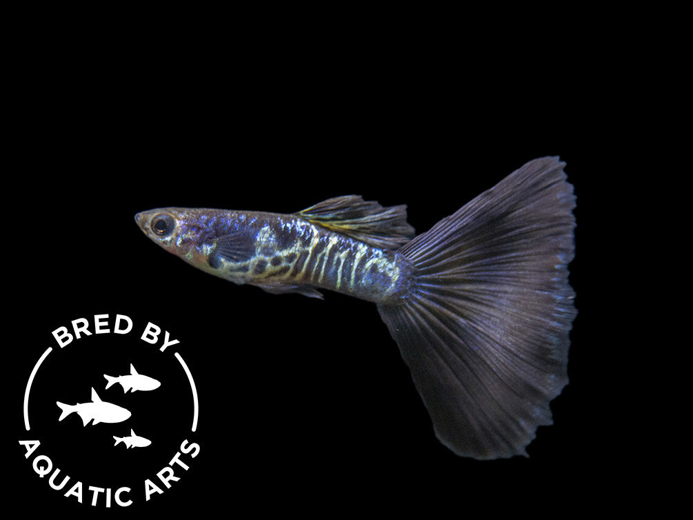 Galaxy Blue Tail Guppy (Poecilia reticulata), Aquatic Arts Bred!