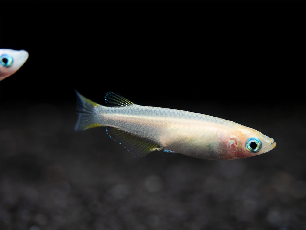 Pearl Galaxy Medaka Ricefish aka Japanese Ricefish/Killifish (Oryzias latipes "Pearl Galaxy") - Tank-Bred!