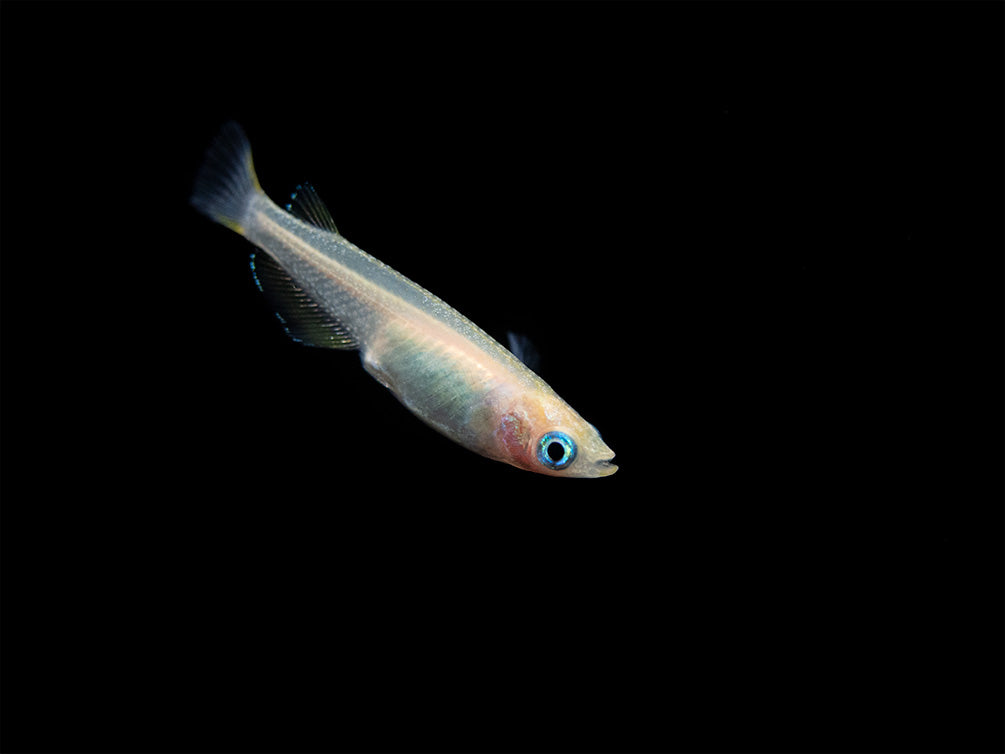 Pearl Galaxy Medaka Ricefish aka Japanese Ricefish/Killifish (Oryzias latipes "Pearl Galaxy") - Tank-Bred!