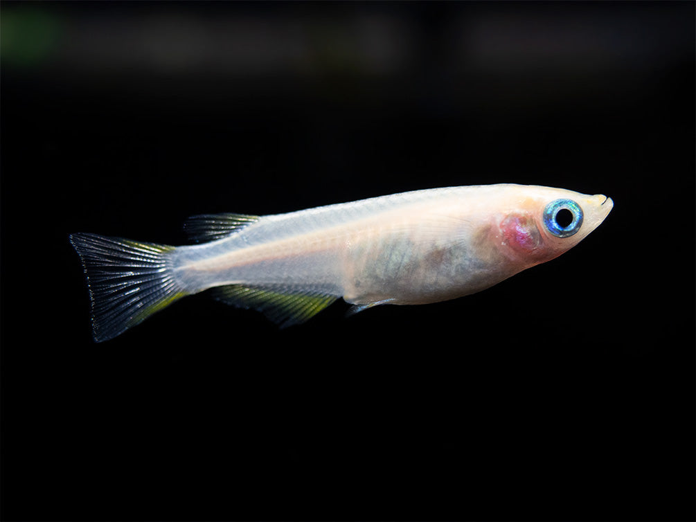 Pearl Galaxy Medaka Ricefish aka Japanese Ricefish/Killifish (Oryzias latipes "Pearl Galaxy") - Tank-Bred!