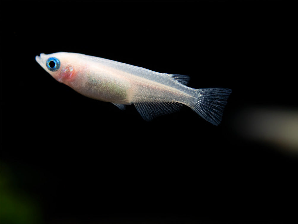 Pearl Galaxy Medaka Ricefish aka Japanese Ricefish/Killifish (Oryzias latipes "Pearl Galaxy") - Tank-Bred!