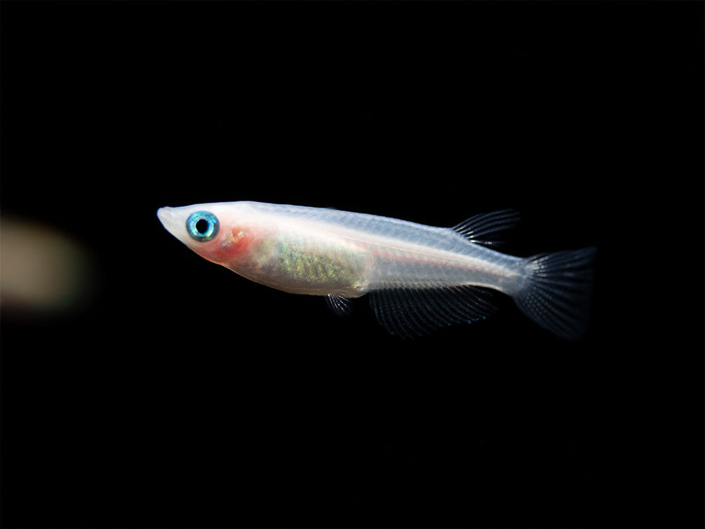 Pearl Galaxy Medaka Ricefish aka Japanese Ricefish/Killifish (Oryzias latipes "Pearl Galaxy") - Tank-Bred!