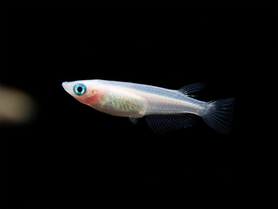 Pearl Galaxy Medaka Ricefish (Oryzias latipes) - Aquatic Arts