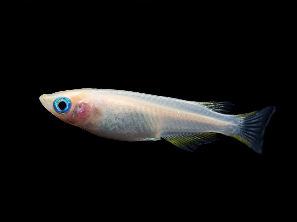 Pearl Galaxy Medaka Ricefish aka Japanese Ricefish/Killifish (Oryzias latipes "Pearl Galaxy") - Tank-Bred!