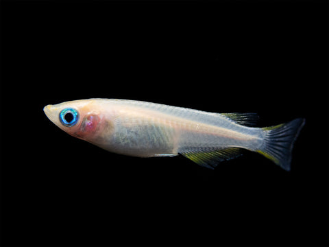 Daisy's Blue Ricefish (Oryzias woworae), Tank-Bred