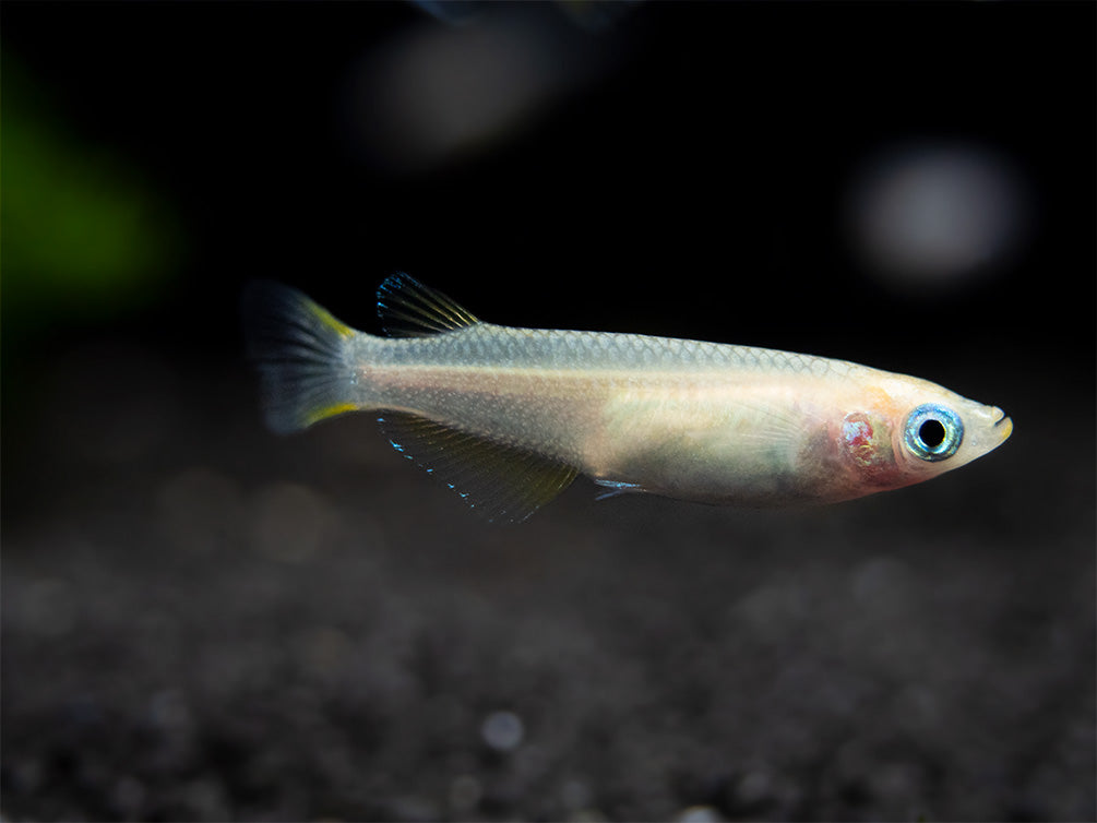 Pearl Galaxy Medaka Ricefish aka Japanese Ricefish/Killifish (Oryzias latipes "Pearl Galaxy") - Tank-Bred!