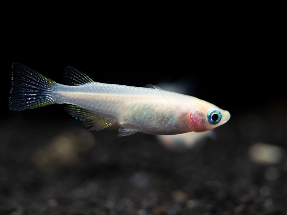 Pearl Galaxy Medaka Ricefish aka Japanese Ricefish/Killifish (Oryzias latipes "Pearl Galaxy") - Tank-Bred!