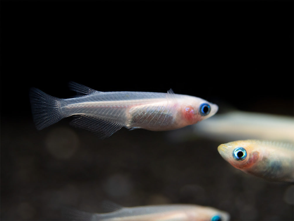 Pearl Galaxy Medaka Ricefish aka Japanese Ricefish/Killifish (Oryzias latipes "Pearl Galaxy") - Tank-Bred!