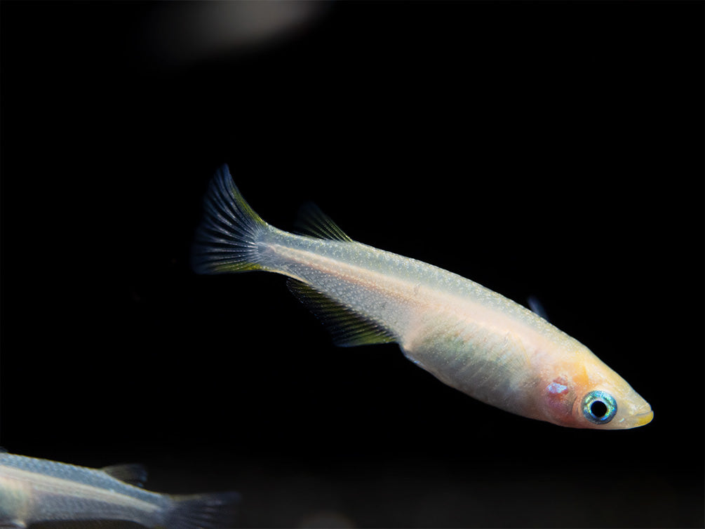 Pearl Galaxy Medaka Ricefish aka Japanese Ricefish/Killifish (Oryzias latipes "Pearl Galaxy") - Tank-Bred!