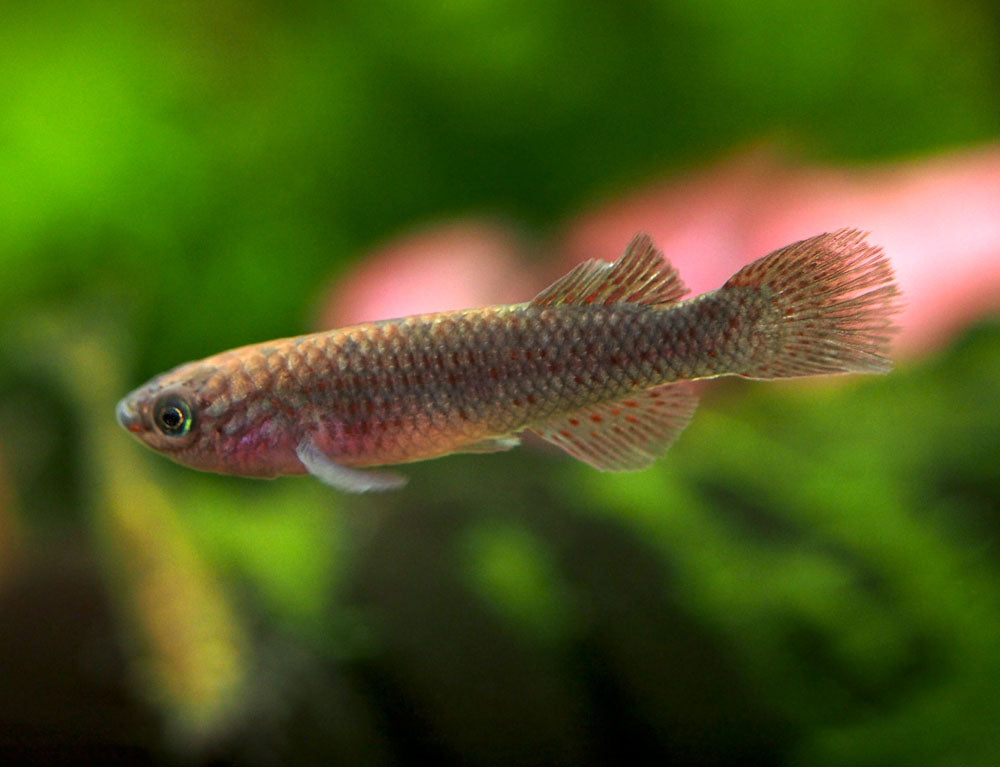 Blue Gardner's AKA Steel Blue Killifish (Fundulopanchax gardneri), Tank-Bred!