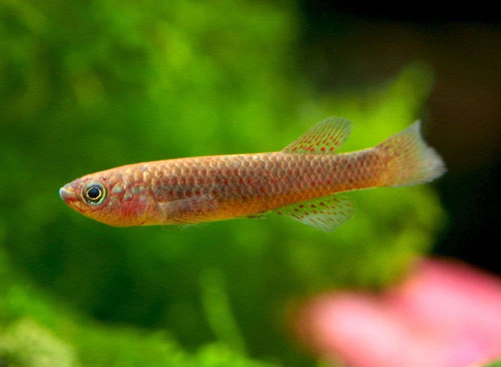 Blue Gardner's AKA Steel Blue Killifish (Fundulopanchax gardneri), Tank-Bred!