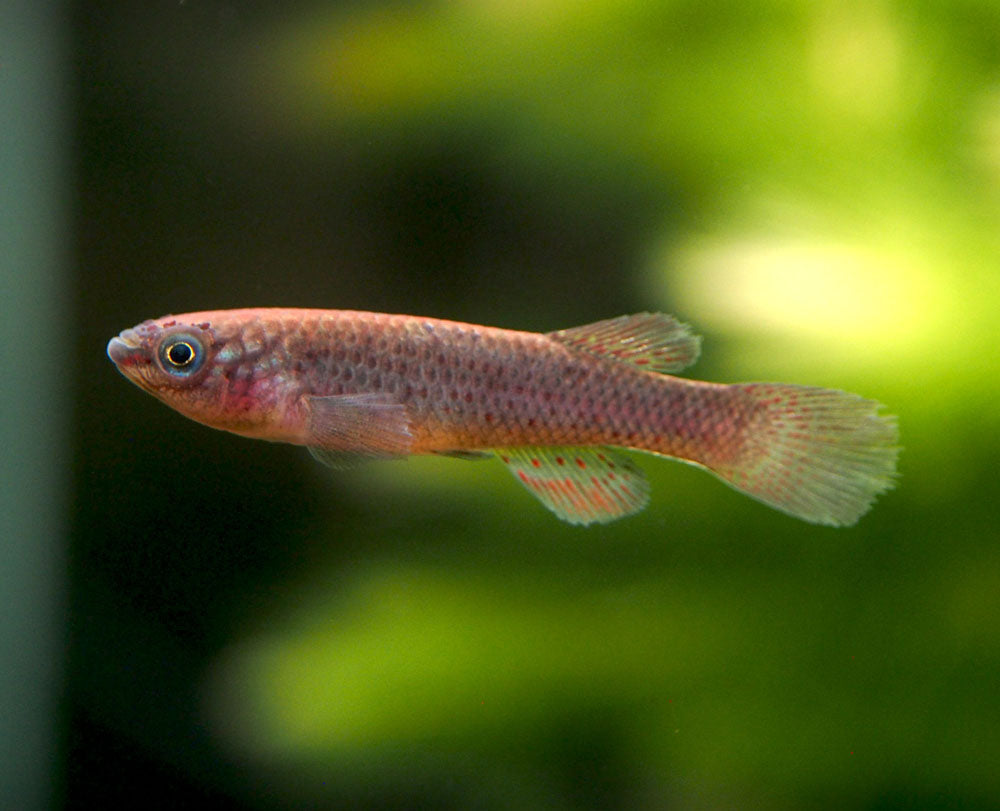 Blue Gardner's AKA Steel Blue Killifish (Fundulopanchax gardneri), Tank-Bred!