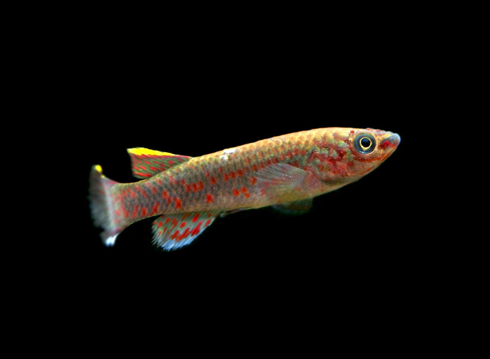 Blue Gardner's AKA Steel Blue Killifish (Fundulopanchax gardneri), Tank-Bred!