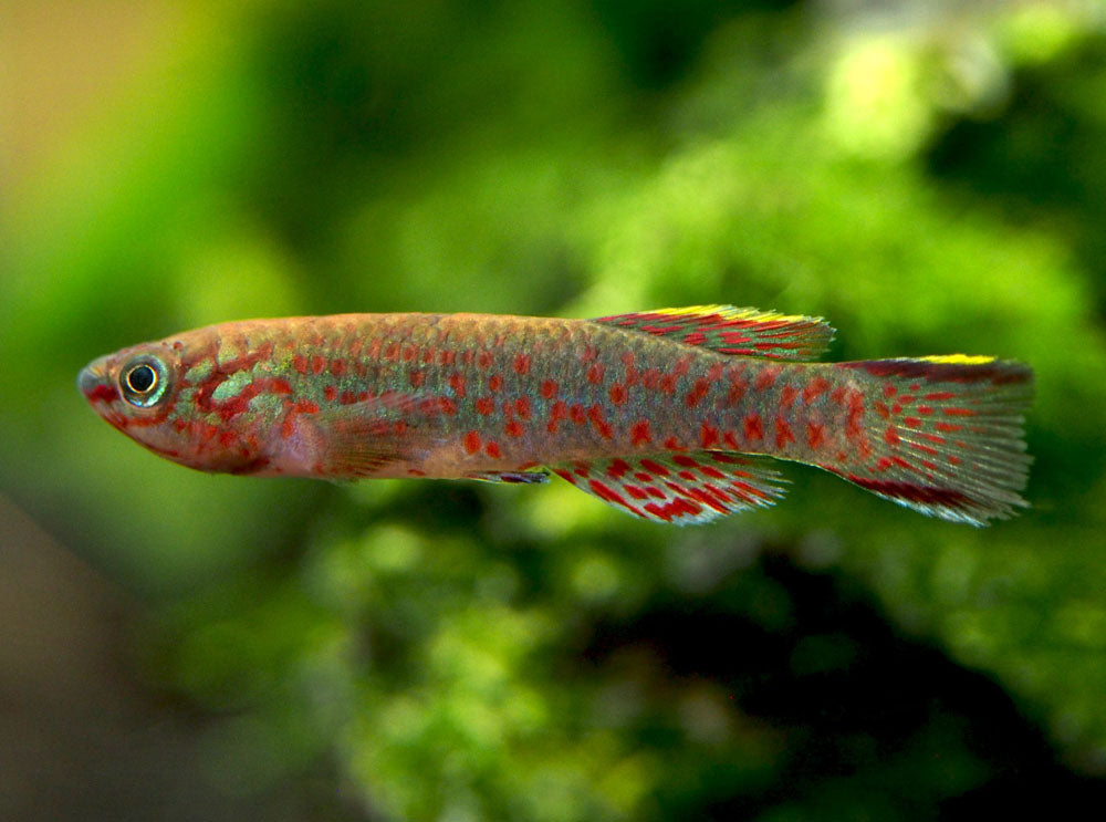 Blue Gardner's AKA Steel Blue Killifish (Fundulopanchax gardneri), Tank-Bred!