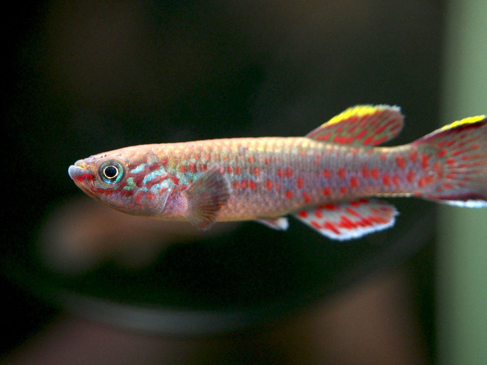 Blue Gardner's AKA Steel Blue Killifish (Fundulopanchax gardneri), Tank-Bred!