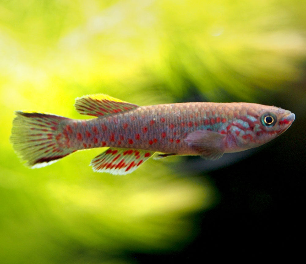 Blue Gardner's AKA Steel Blue Killifish (Fundulopanchax gardneri), Tank-Bred!