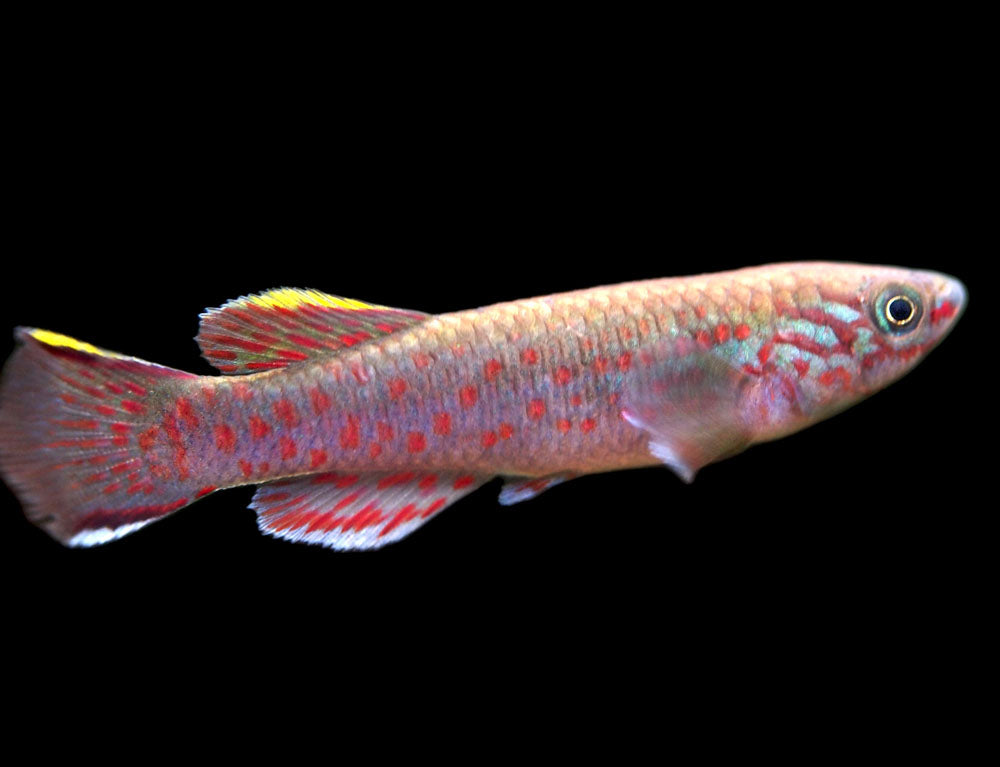 Blue Gardner's AKA Steel Blue Killifish (Fundulopanchax gardneri), Tank-Bred!