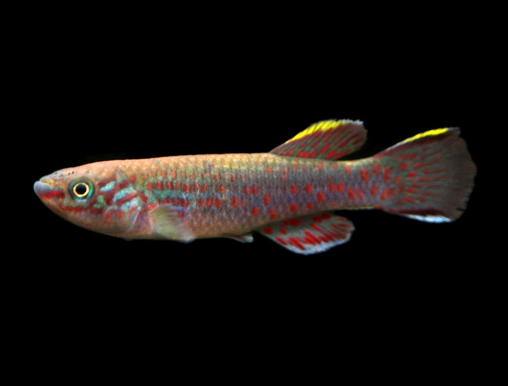 Blue Gardner's AKA Steel Blue Killifish (Fundulopanchax gardneri), Tank-Bred!