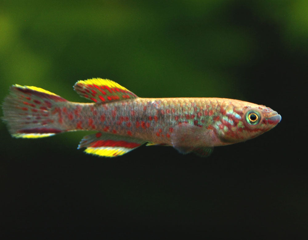 Blue Gardner's AKA Steel Blue Killifish (Fundulopanchax gardneri), Tank-Bred!