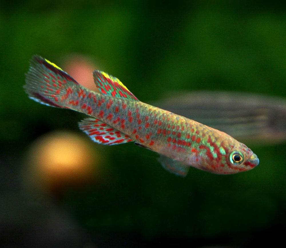 Blue Gardner's AKA Steel Blue Killifish (Fundulopanchax gardneri), Tank-Bred!