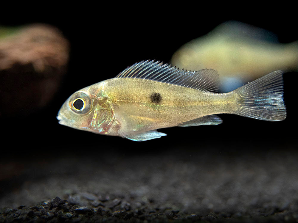 Sven's Eartheater Cichlid (Geophagus sveni), Tank-Bred!