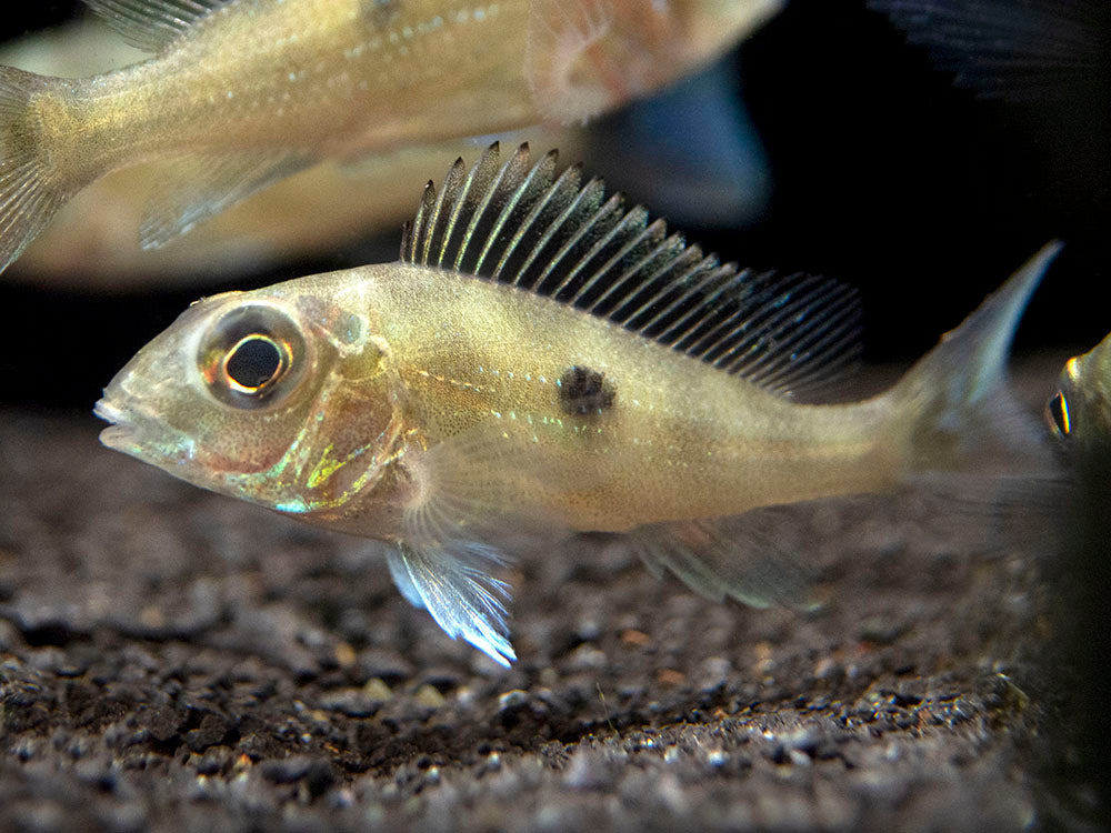 Sven's Eartheater Cichlid (Geophagus sveni), Tank-Bred!