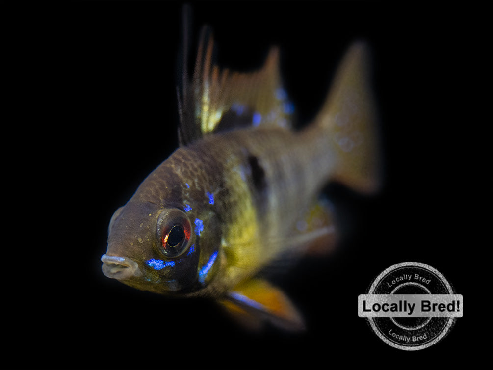 German Black Ram Dwarf Cichlid (Mikrogeophagus ramirezi) - Locally Bred!