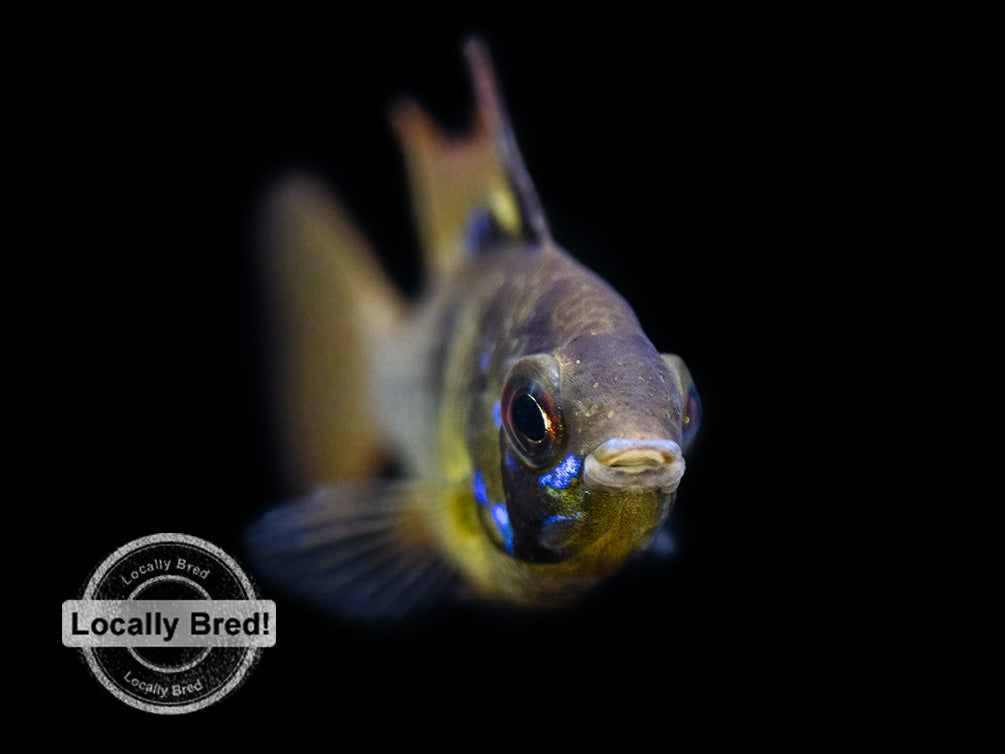 German Black Ram Dwarf Cichlid (Mikrogeophagus ramirezi) - Locally Bred!