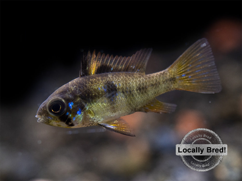 German Black Ram Dwarf Cichlid (Mikrogeophagus ramirezi) - Locally Bred!