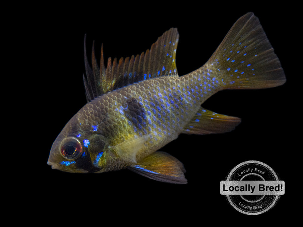 German Black Ram Dwarf Cichlid (Mikrogeophagus ramirezi) - Locally Bred!