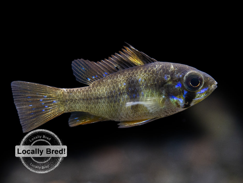 German Black Ram Dwarf Cichlid (Mikrogeophagus ramirezi) - Locally Bred!