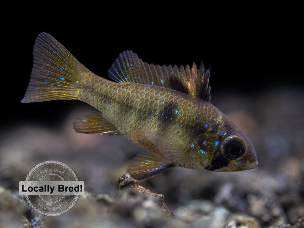 German Black Ram Dwarf Cichlid (Mikrogeophagus ramirezi) - Locally Bred!