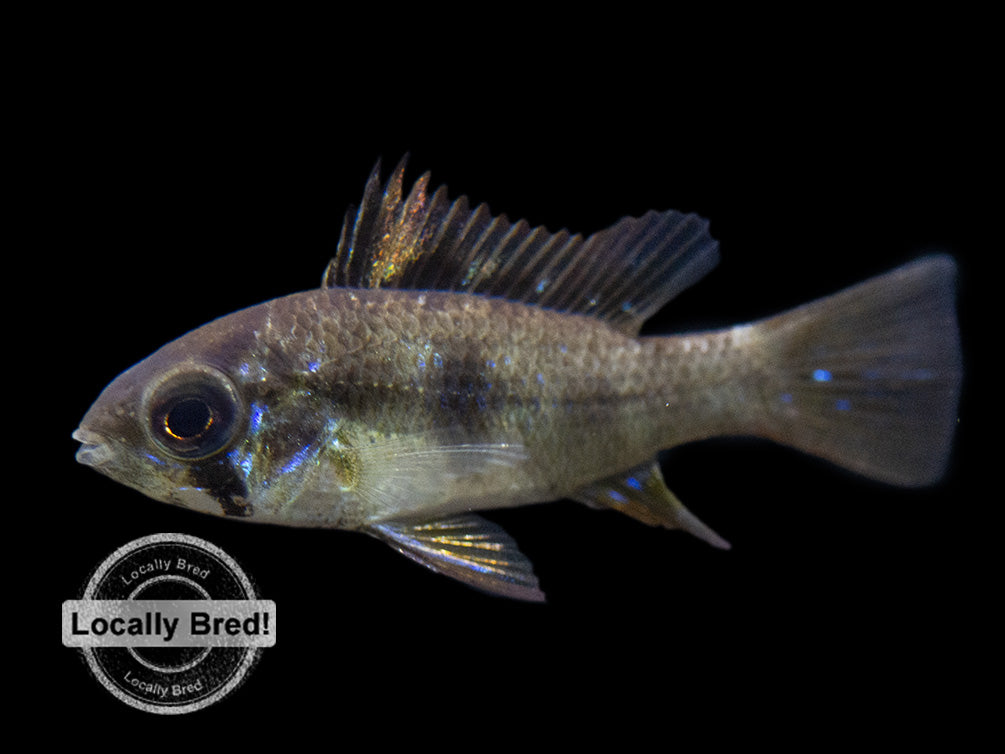 German Black Ram Dwarf Cichlid (Mikrogeophagus ramirezi) - Locally Bred!