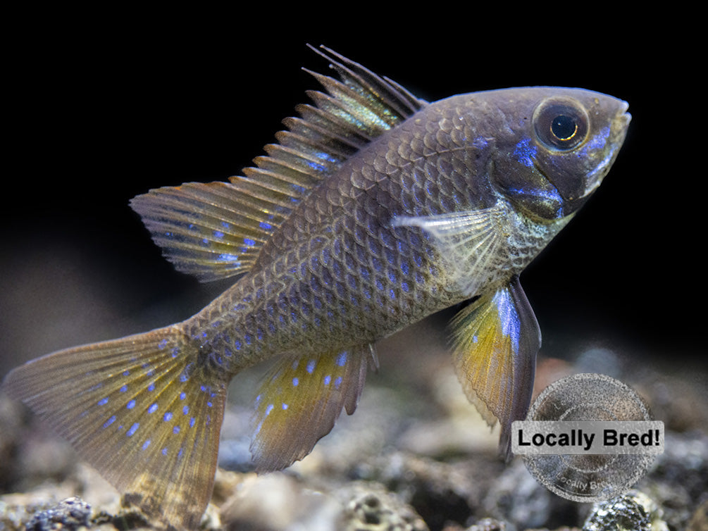 German Black Ram Dwarf Cichlid (Mikrogeophagus ramirezi) - Locally Bred!