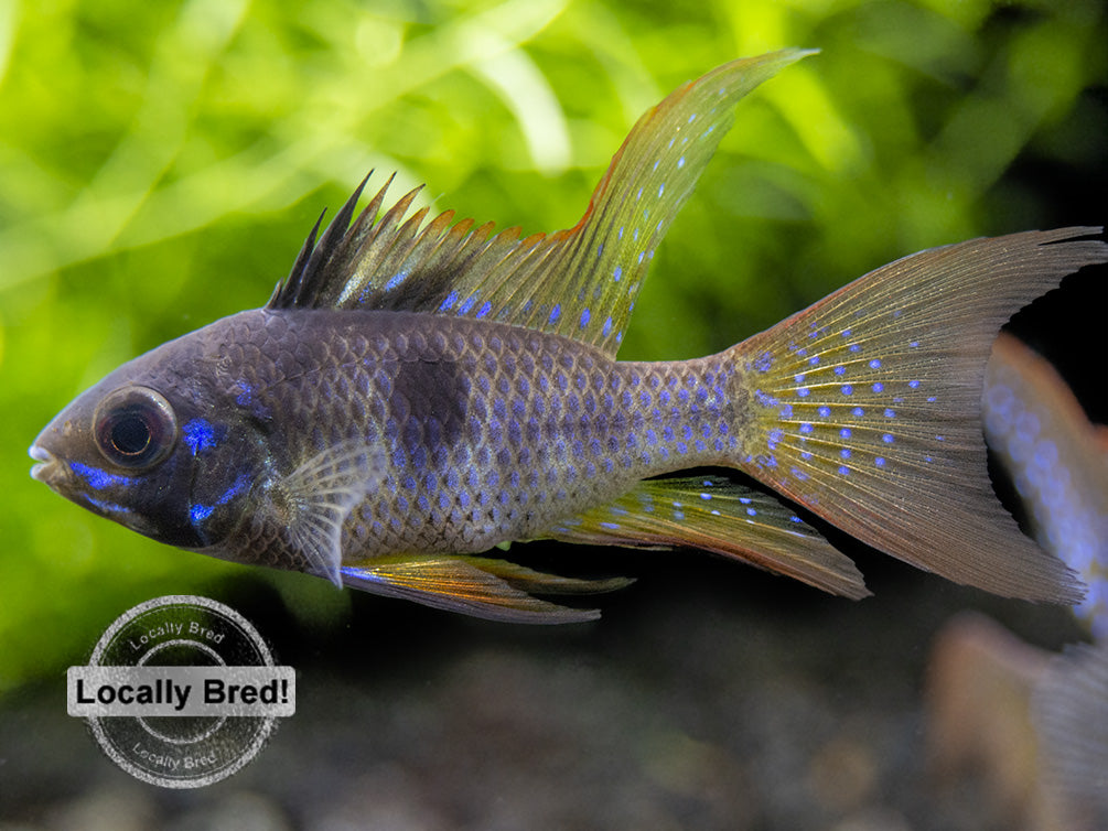 German Black Ram Dwarf Cichlid (Mikrogeophagus ramirezi) - Locally Bred!