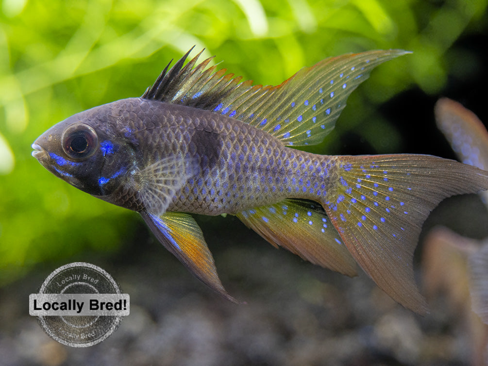 German Black Ram Dwarf Cichlid (Mikrogeophagus ramirezi) - Locally Bred!