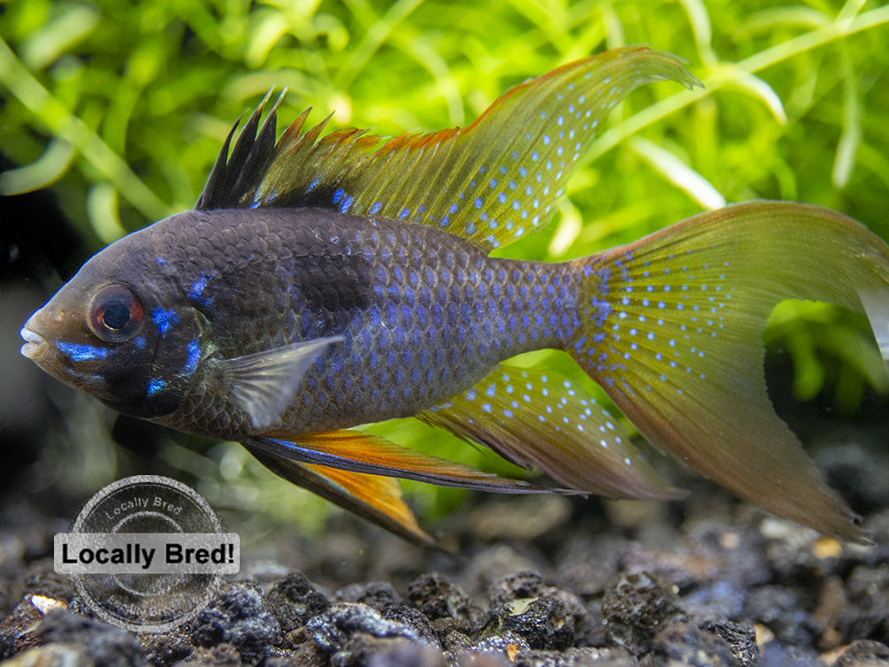 German Black Ram Dwarf Cichlid (Mikrogeophagus ramirezi) - Locally Bred!