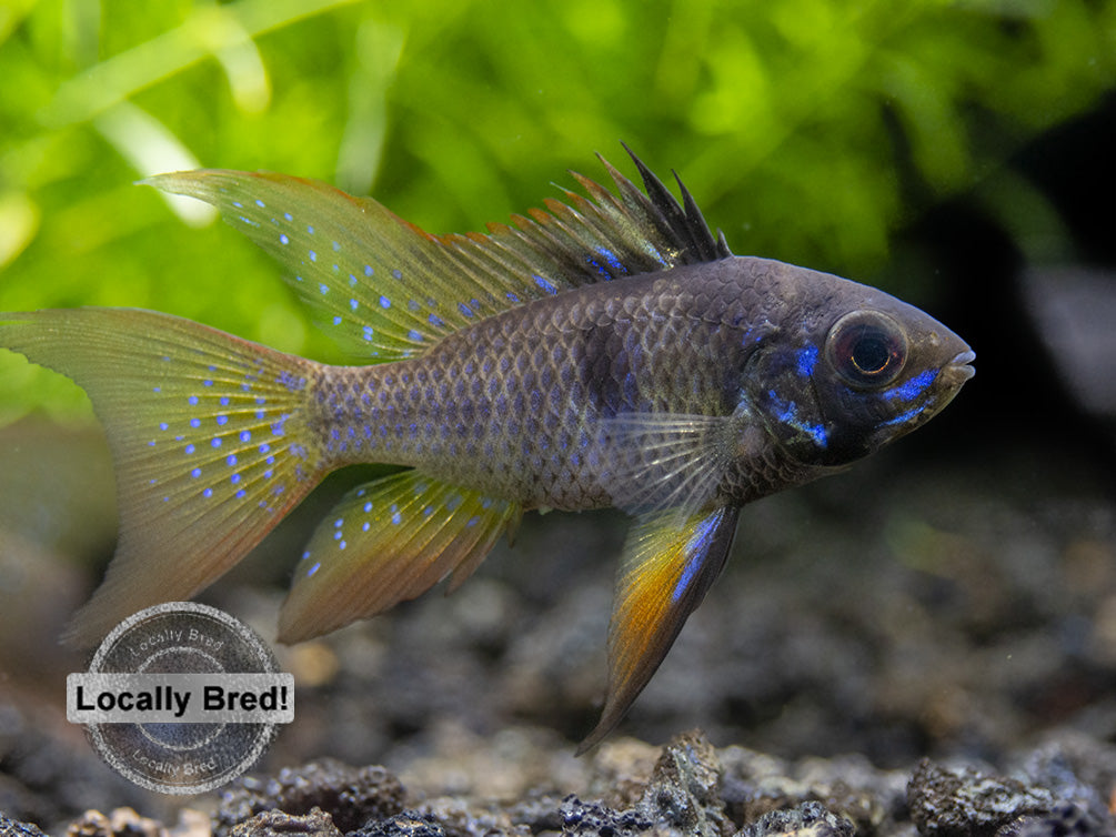 German Black Ram Dwarf Cichlid (Mikrogeophagus ramirezi) - Locally Bred!