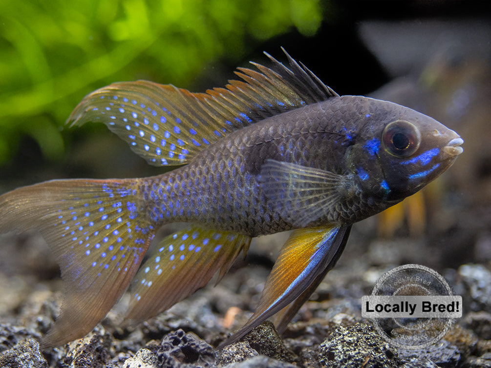 German Black Ram Dwarf Cichlid (Mikrogeophagus ramirezi) - Locally Bred!