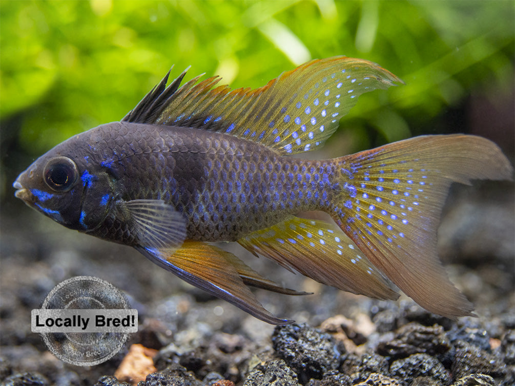 German Black Ram Dwarf Cichlid (Mikrogeophagus ramirezi) - Locally Bred!