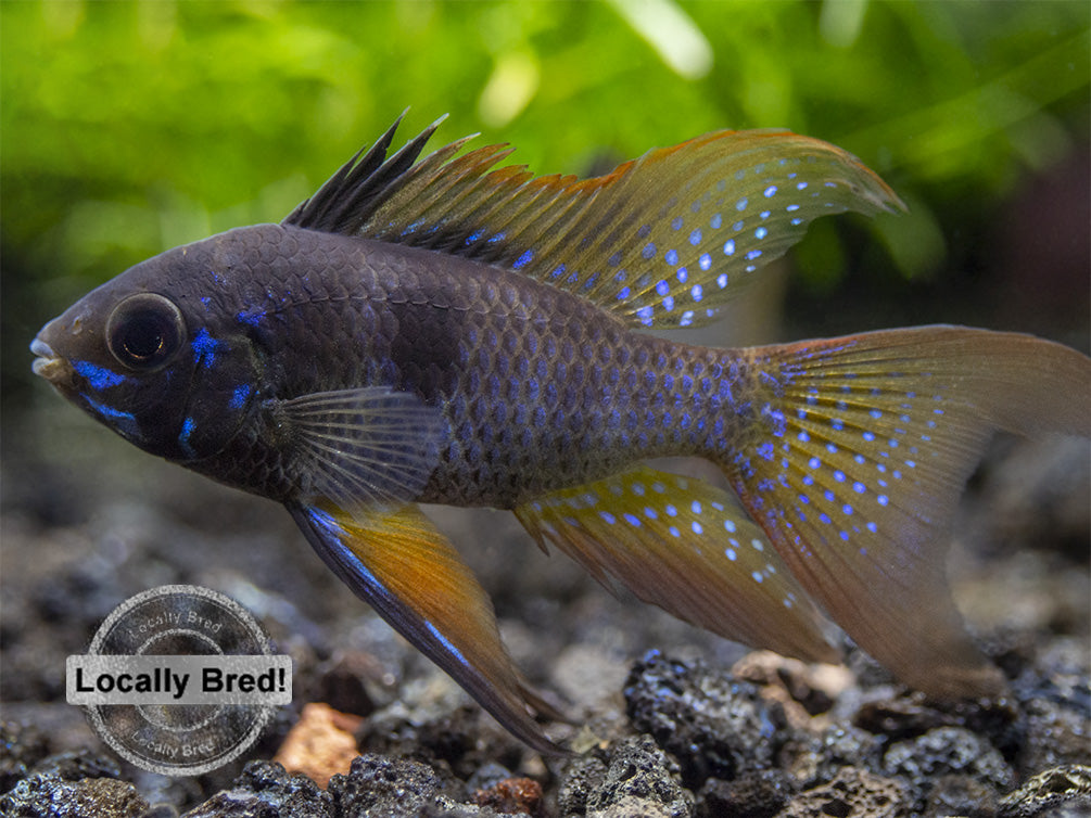 German Black Ram Dwarf Cichlid (Mikrogeophagus ramirezi) - Locally Bred!