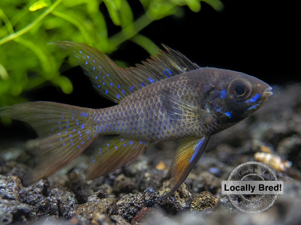 German Black Ram Dwarf Cichlid (Mikrogeophagus ramirezi) - Locally Bred!