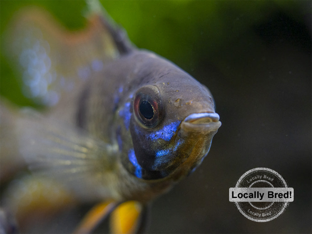 German Black Ram Dwarf Cichlid (Mikrogeophagus ramirezi) - Locally Bred!