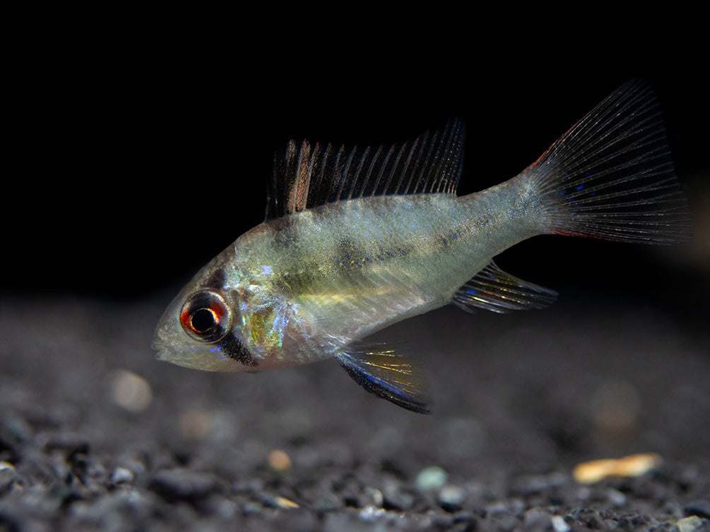 German Blue Ram Dwarf Cichlid for sale