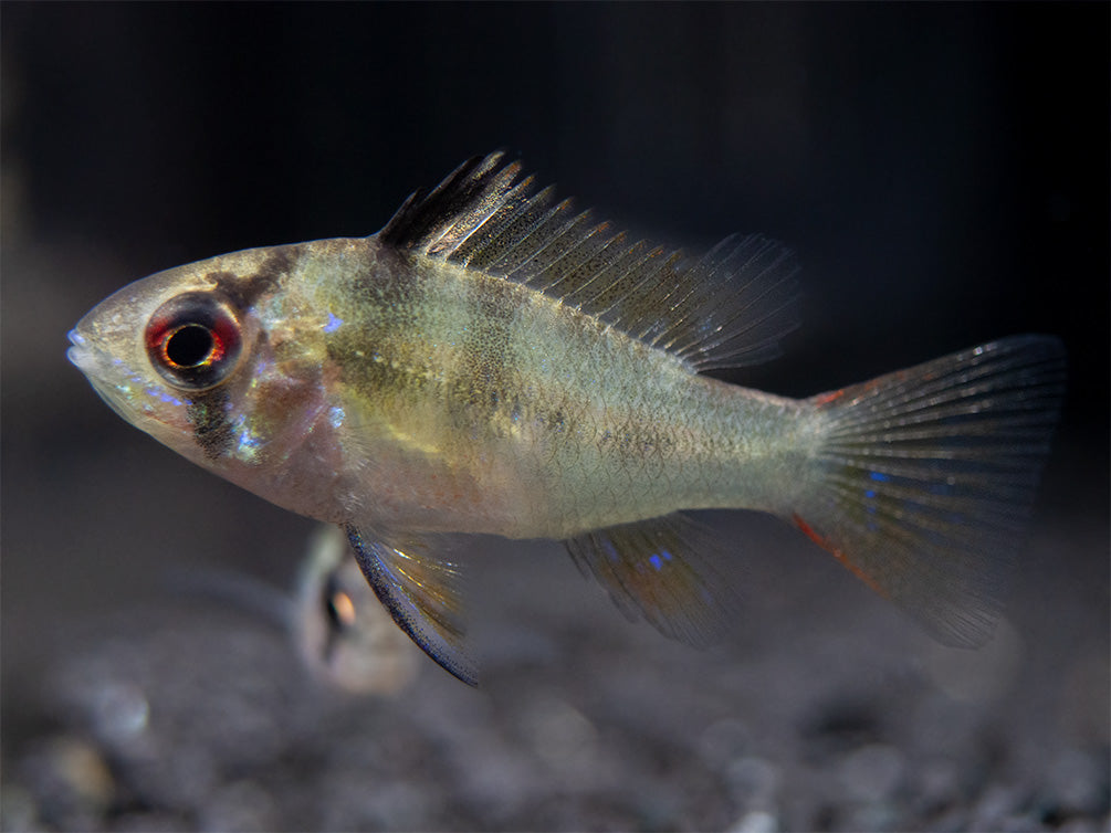 German Blue Ram Dwarf Cichlid for sale