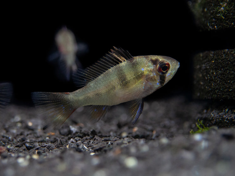 German Blue Ram Dwarf Cichlid for sale