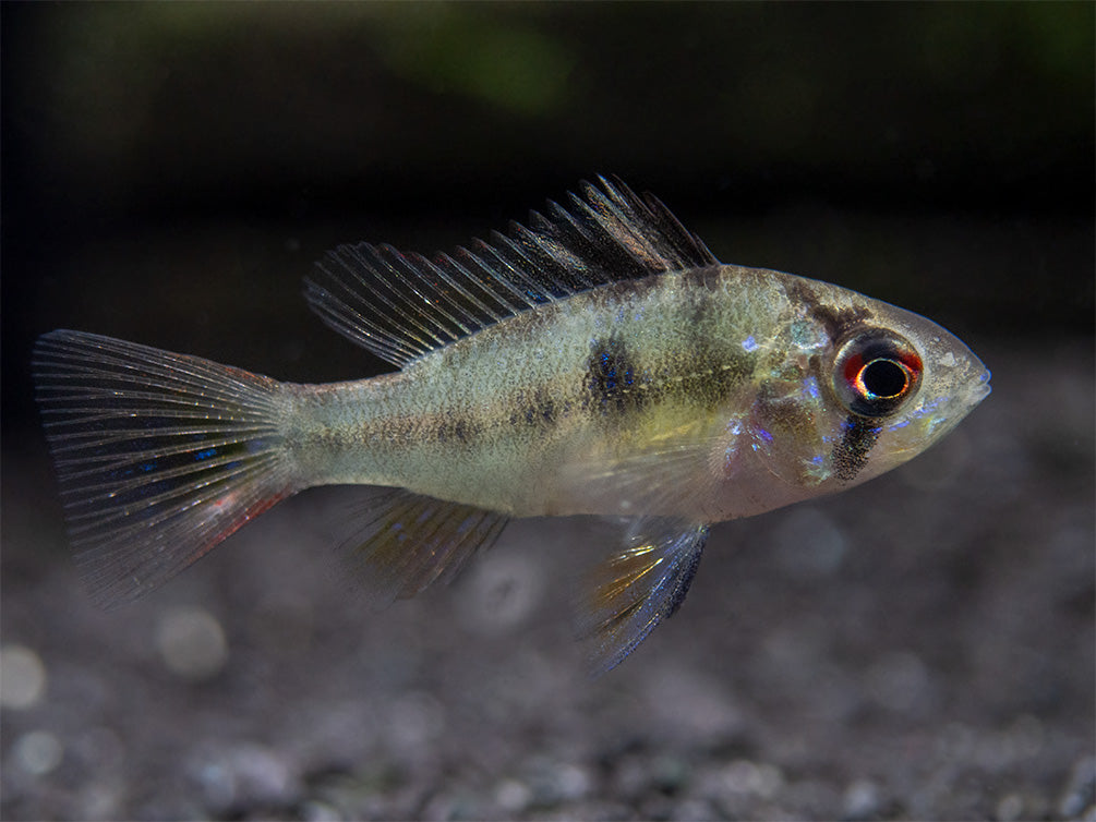 German Blue Ram Dwarf Cichlid for sale