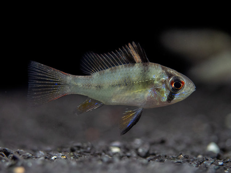 German Blue Ram Dwarf Cichlid for sale