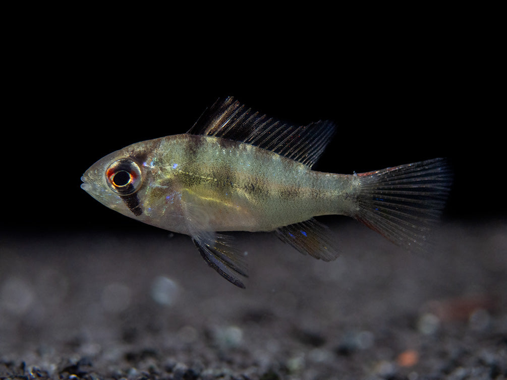 German Blue Ram Dwarf Cichlid for sale