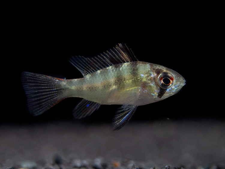 German Blue Ram Dwarf Cichlid for sale